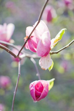 Gün batımında pembe ve beyaz çiçekli çiçek açan manolya ağacı