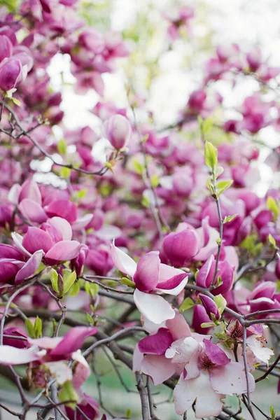 Magnolia Fleuri Avec Des Fleurs Roses Blanches Lumière Coucher Soleil — Photo