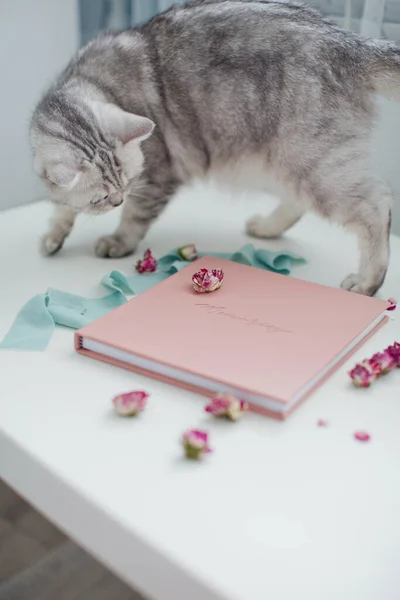 Graue Katze Und Rosa Lederbuch Oder Fotoalbum Mit Text Erinnerungen — Stockfoto