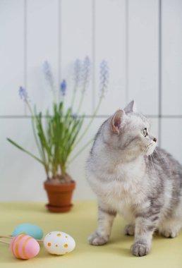Gri kedi, paskalya yumurtası ve kil bir saksıda muscari.