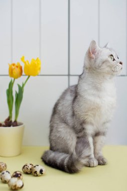 Gri kedi, paskalya yumurtası ve kil bir saksıda muscari.