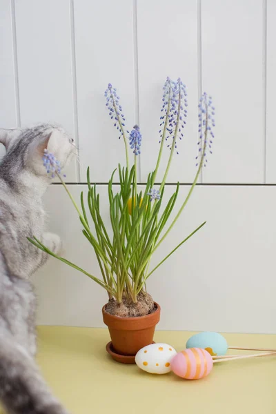 粘土花盆中的灰猫 牡蛎蛋和麝香 — 图库照片