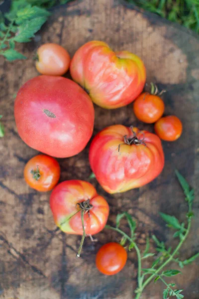 Fresh Ripe Tomatoes Vintage Wooden Cutting Board — Stock Photo, Image