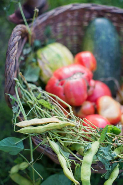 Cesta Com Legumes Frescos Cenoura Tomate Milho Feijão Pepino Beterraba — Fotografia de Stock