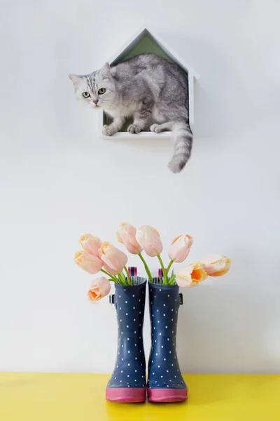 Kytice Růžových Tulipánů Modrých Gumových Botách Šedá Kočka Bílém Pozadí — Stock fotografie