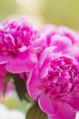 Gün batımında güzel pembe şakayıklar. Mevsimlik bahar çiçekleri