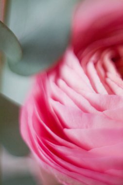 Güzel pembe ranunculus ya da düğün çiçeği, yakın çekim. Ranunculus ve okaliptüs yaprakları