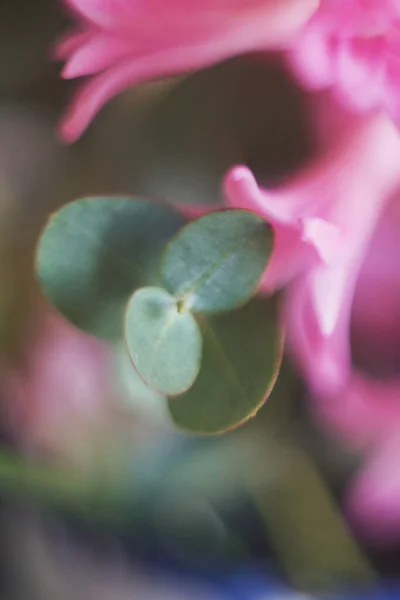 美丽的粉红色风信子花 菊花和桉树叶子 — 图库照片