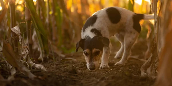 Bonito desobediente Jack Russell Terrier Dog escapou e é fol — Fotografia de Stock
