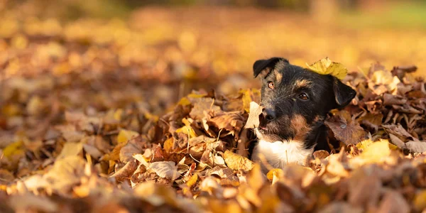 Cute little Jack Russell Terrier pies ma dużo zabawy jesienią — Zdjęcie stockowe