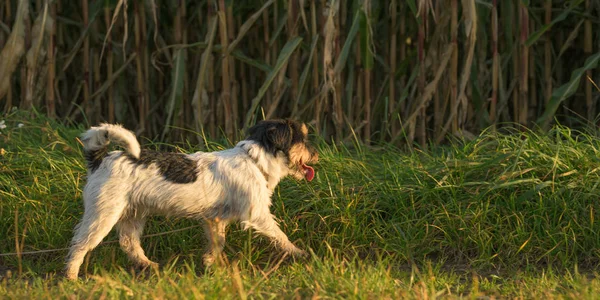 Cute nieposłuszny Jack Russell Terrier Dog uciekł i jest uruchomiony — Zdjęcie stockowe