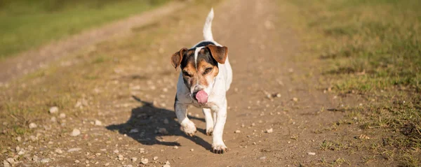 Viejo lindo Jack Russell Terrier perro corre alegremente sobre un ro — Foto de Stock