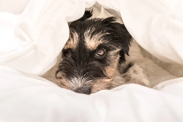 Funny Little Jack Russell Terrier pies kłamie i śpi w — Zdjęcie stockowe