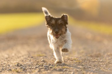 Sevimli safkan Jack Russell Terrier kadın 4 yaşında. Saç stili.
