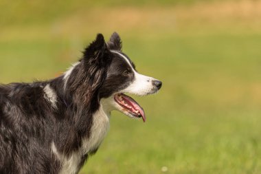 İtaatkar Sınır collie köpek. Baş Portresi 