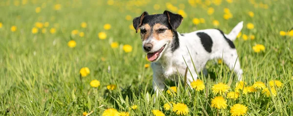 Lindo Perro Jack Russell Terrier Está Pie Prado Floreciente Con —  Fotos de Stock