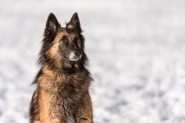 Çoban portre. Köpek karda oturuyor
