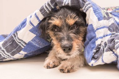 Komik küçük Jack Russell Terrier köpek yalan ve uyuyan 
