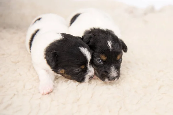 Little Jack Russell Puppy psy 14 dni stary leżą obok siebie na — Zdjęcie stockowe