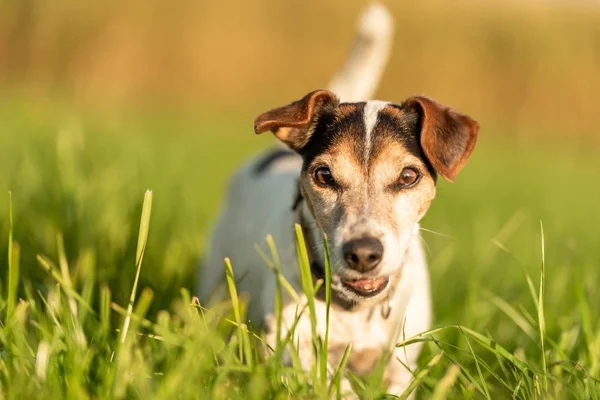 Lindo pequeño Jack Russell Terrier 13 años de edad. Retrato de un perro —  Fotos de Stock