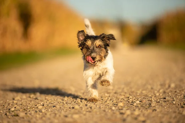 Pequeño divertido Jack Russell Terrier perro tiene un montón de diversión mientras corre —  Fotos de Stock