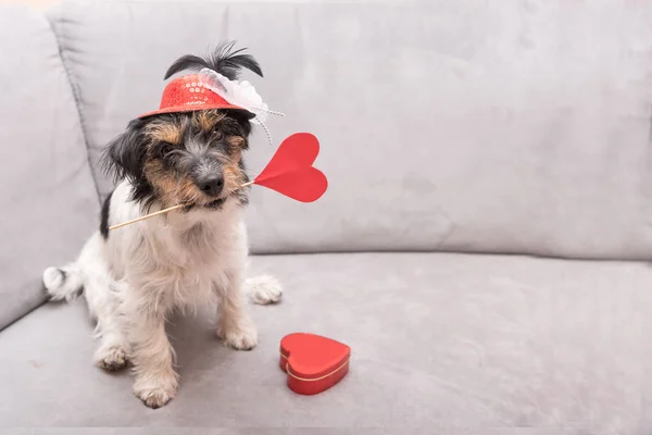 Perro romántico Jack Russell Terrier. Perro adorable está sosteniendo una audiencia — Foto de Stock