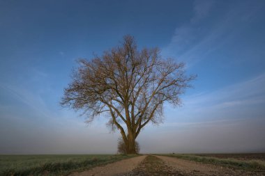 Yol sisli sabah ruh hali çıplak bir ağaca yol açar