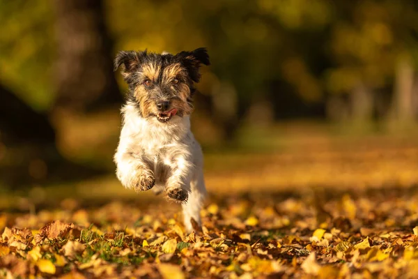 Słodki Jack Russell Terrier czystej krwi. Mały ładny pies jest uruchomiony i — Zdjęcie stockowe