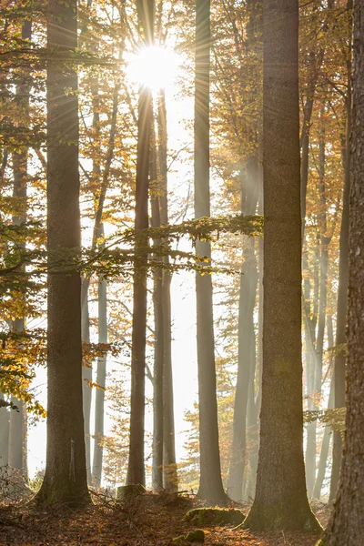 Hermoso bosque a la luz del sol en otoño. Luces solares en la w —  Fotos de Stock