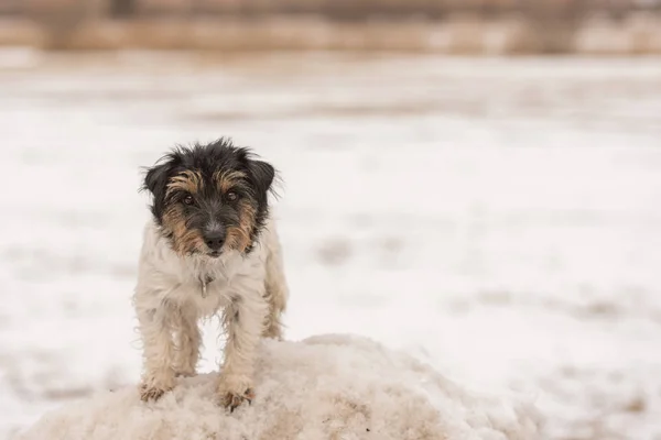 Roztomilý malý Jack Russell teriér pes stojí na sněhu kopec a l — Stock fotografie