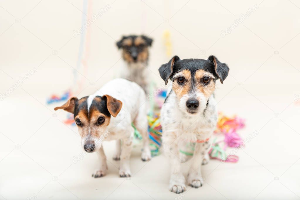 Three cute naughty party dog. Jack Russell dogs ready for carniv