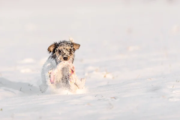 Собака с игрушкой на снежном лугу. Джек Рассел терьер зимой — стоковое фото