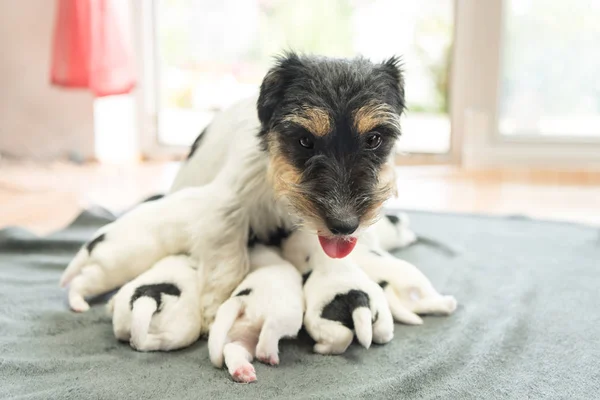 Noworodka pies szczeniaki - 14 dni - Jack Russell Terrier, pieski — Zdjęcie stockowe