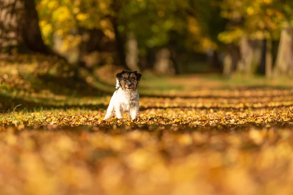 Bel Jack Russell Terrier purosangue. Piccolo cane carino è in piedi — Foto Stock