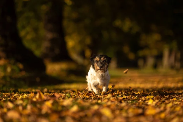 Bel Jack Russell Terrier purosangue. Piccolo cane carino è in esecuzione i — Foto Stock