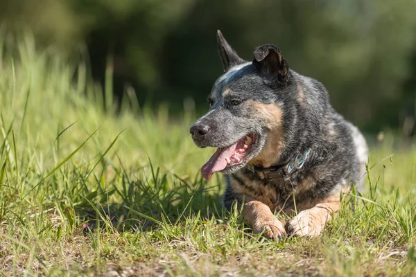 Friendly obedient old australian cattle dog is posing in in natu — Stock Photo, Image