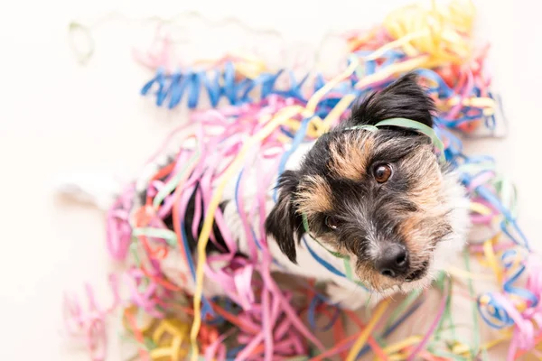 Party Dog. Jack Russell listo para el carnaval — Foto de Stock