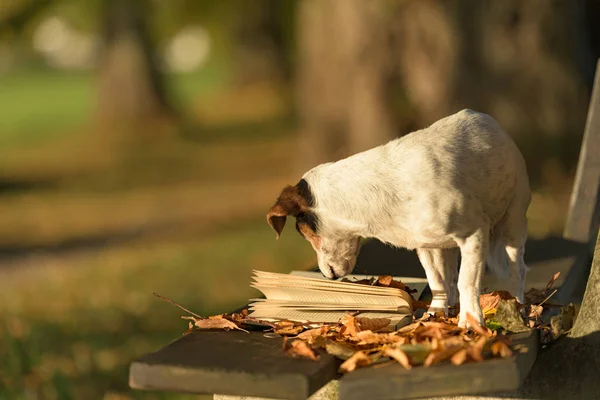 Cute Russell Terrier dog reading a book on a bench. Dog is 13 ye