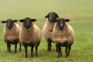 a group of sheep on a pasture stand next to each other and look  clipart