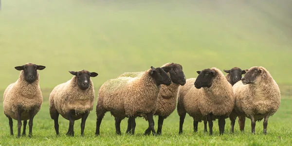 Um grupo bonito de ovelhas em um pasto ficar ao lado um do outro e — Fotografia de Stock