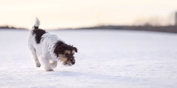 Симпатичный маленький Джек Рассел Терьеры собака нюхает на снежном лугу — стоковое фото