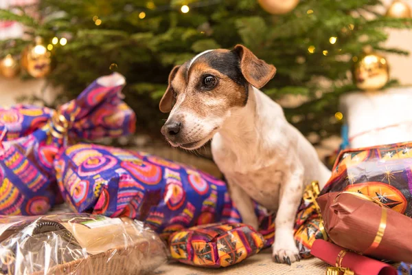 Christmas dog with mand gifts and presents — ストック写真