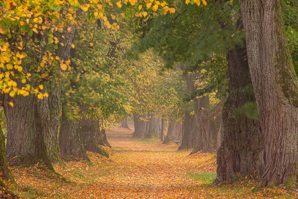 Hermoso callejón de tilo en un colorido otoño en Alemania Bavari —  Fotos de Stock
