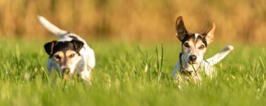 Sezon sonunda iki küçük sevimli köpek bir çayırda koşuyor.