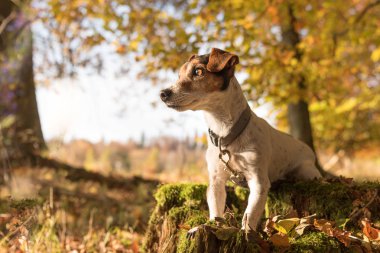Küçük şirin köpek sonbaharda bir ağaç gövdesinde oturuyor. Jack Russel