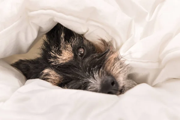 Funny Little Jack Russell Terrier hond is liegen en slapen in — Stockfoto