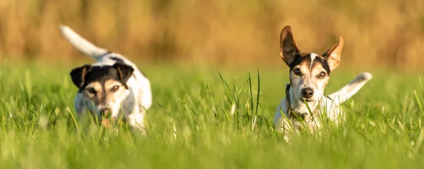 Dos lindos perros pequeños están corriendo a través de un prado en la temporada au —  Fotos de Stock
