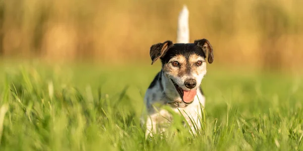 Lindo pequeño Jack Russell Terrier 10 años de edad. Retrato de un perro —  Fotos de Stock