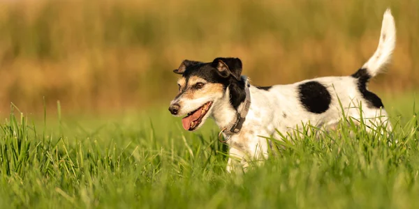 Sevimli küçük Jack Russell Terrier 10 yaşında. Bir köpeğin portresi — Stok fotoğraf