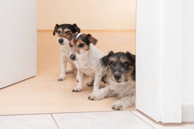 Üç küçük arsız Jack Russell Terrier grubu yalan söylüyor. 